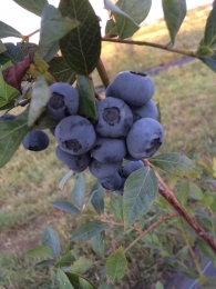 gallery/fruta 1