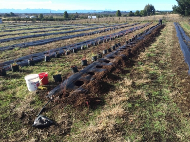 gallery/prep terreno 15